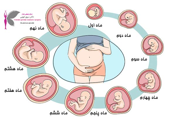 بارداری - دکتر سرور ایوبی